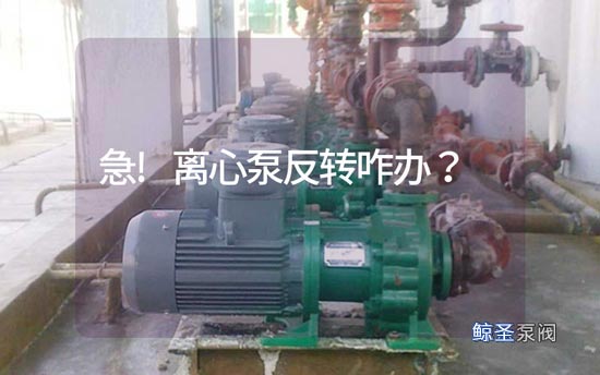 急!离心泵反转咋办?